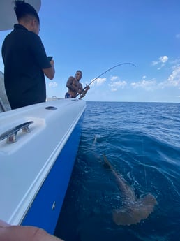 Hammerhead Shark fishing in Freeport, Texas