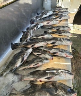 Fishing in D&#039;Iberville, Mississippi