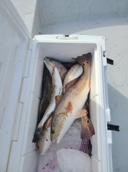 Redfish, Speckled Trout Fishing in Port O&#039;Connor, Texas