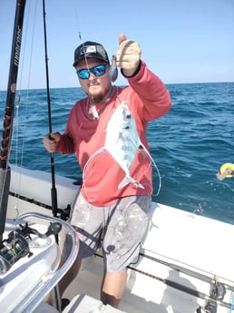 Permit Fishing in Jacksonville, Florida