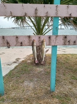 Fishing in Corpus Christi, Texas