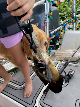 Fishing in Weston, Florida