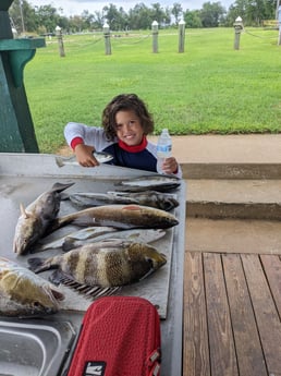 Redfish, Sheepshead, Speckled Trout / Spotted Seatrout fishing in Sulphur, Louisiana