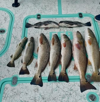 Redfish, Speckled Trout Fishing in