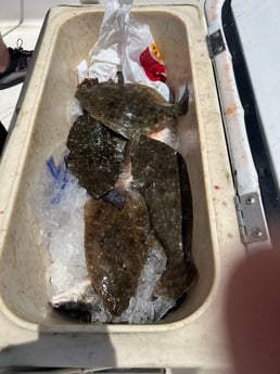 Fishing in Orange Beach, Alabama