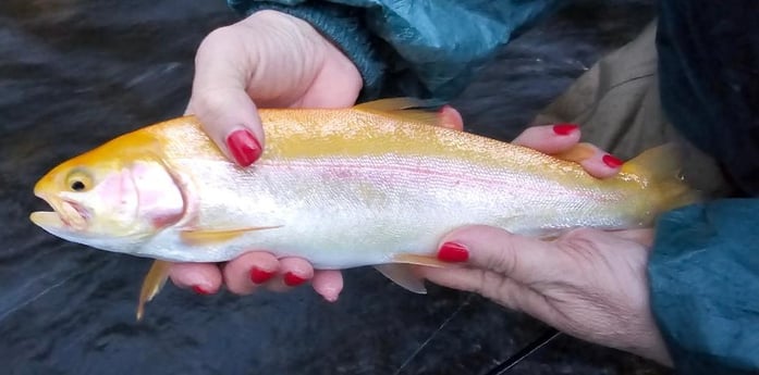 Golden Trout Fishing in Broken Bow, Oklahoma