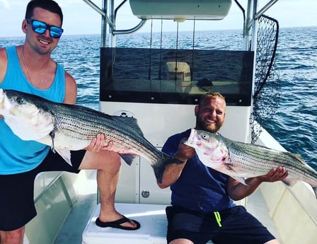 Striped Bass Fishing in Barnstable, Massachusetts