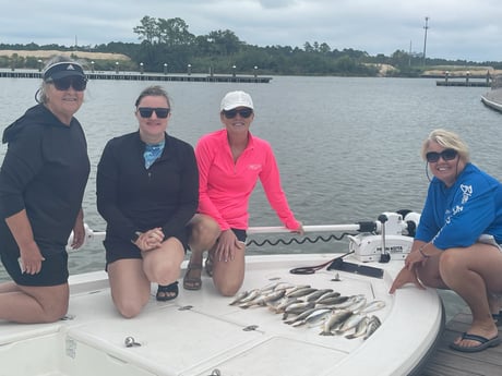 Black Drum, Speckled Trout Fishing in Gulf Shores, Alabama