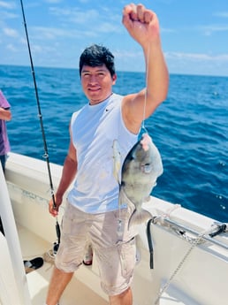 Triggerfish Fishing in Mount Pleasant, South Carolina