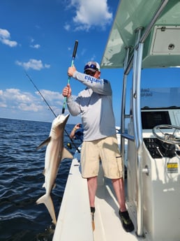 Blacktip Shark Fishing in Pensacola, Florida