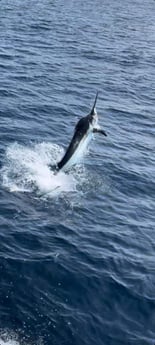 Black Marlin fishing in Rockport, Texas