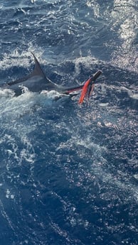 Fishing in Atlantic Beach, North Carolina