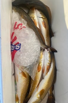 Redfish Fishing in Ingleside, Texas