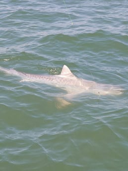 Tiger Shark fishing in Galveston, Texas