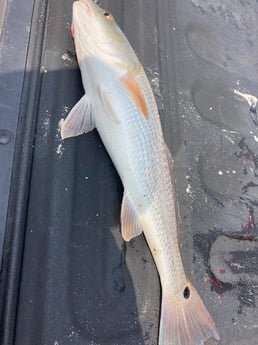 Fishing in St. Petersburg, Florida