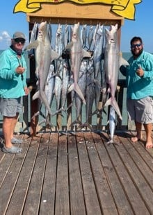 Blacktip Shark, King Mackerel / Kingfish Fishing in South Padre Island, Texas
