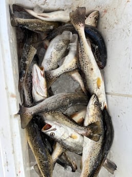 Fishing in New Orleans, Louisiana