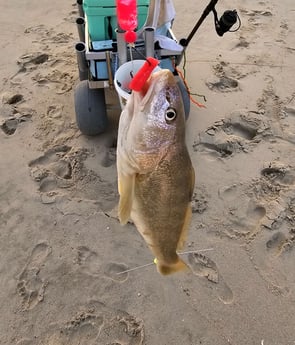 Weakfish Fishing in Stone Harbor, New Jersey
