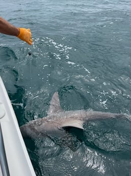 Bull Shark Fishing in Destin, Florida