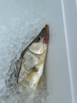 Fishing in Bay Pines, Florida