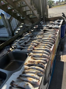 Fishing in Mandeville, Louisiana
