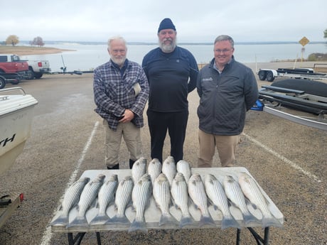 Striped Bass Fishing in Whitney, Texas