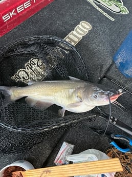 Fishing in Alba, Texas