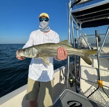Snook Fishing in Sarasota, Florida