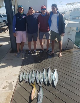 Cobia fishing in Key West, Florida
