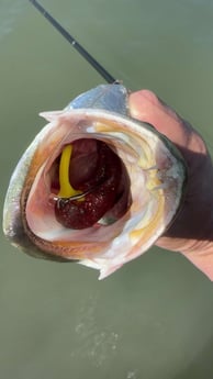 Speckled Trout Fishing in