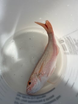 Fishing in Destin, Florida