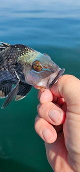 Fishing in Stone Harbor, New Jersey