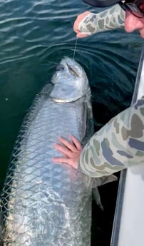 Tarpon Fishing in Miami Beach, Florida