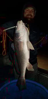 Freshwater Drum Fishing in Livingston, Texas