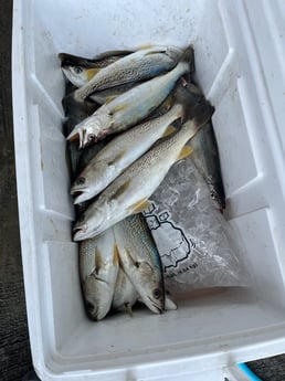 Fishing in Key Largo, Florida