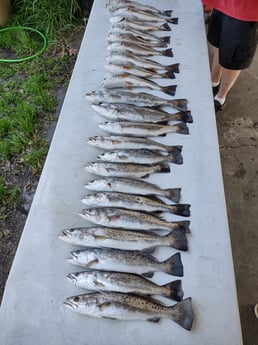 Speckled Trout / Spotted Seatrout fishing in Brunswick, Georgia