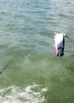 Fishing in Marco Island, Florida