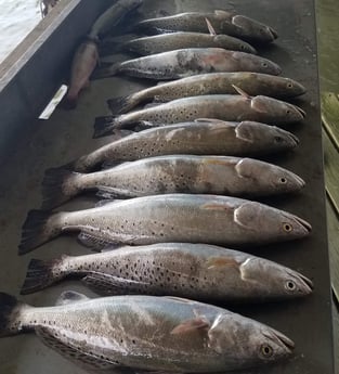 Speckled Trout / Spotted Seatrout fishing in San Leon, Texas