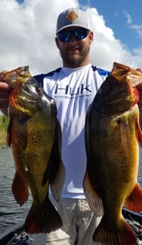 Peacock Bass fishing in Fort Lauderdale, Florida