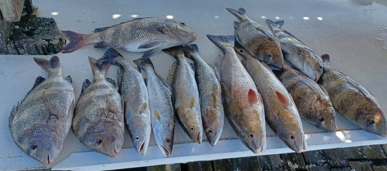 Sheepshead, Speckled Trout / Spotted Seatrout fishing in Tiki Island, Texas