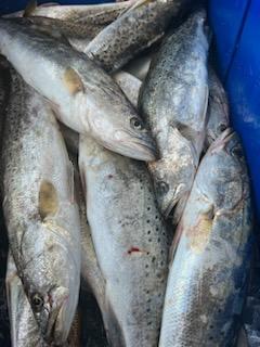 Speckled Trout Fishing in Delacroix, Louisiana