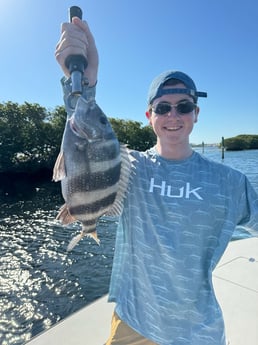 Sheepshead Fishing in Sarasota, Florida