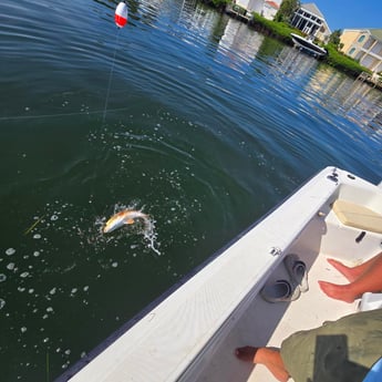 Fishing in Sarasota, Florida