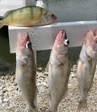 Perch, Walleye Fishing in Oak Harbor, Ohio