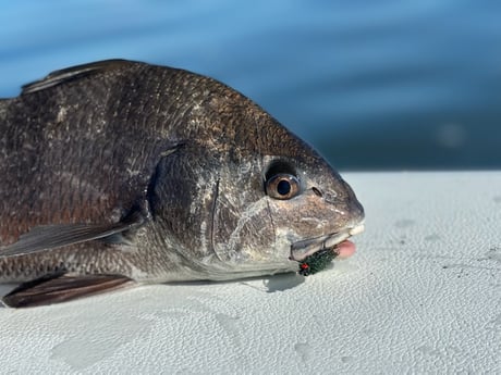 Black Drum fishing in Oak Hill, Florida