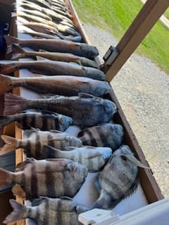 Redfish, Sheepshead, Speckled Trout Fishing in Boothville-Venice, Louisiana
