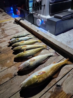 Redfish, Speckled Trout / Spotted Seatrout Fishing in Rio Hondo, Texas