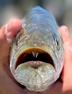 Speckled Trout / Spotted Seatrout fishing in Sargent, Texas