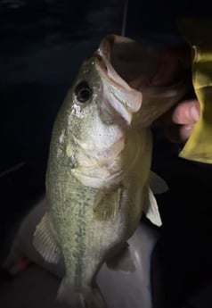 Largemouth Bass Fishing in Briarcliff, Texas