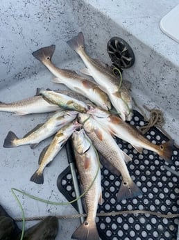 Redfish, Speckled Trout Fishing in Ingleside, Texas